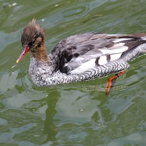 Chinese Merganser