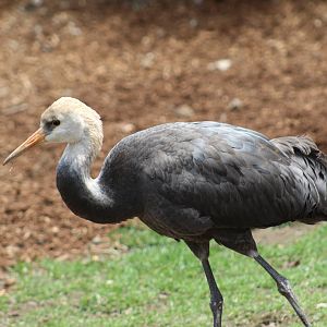 Hooded Crane