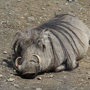 Common Warthog
