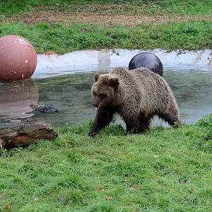 Brown Bear Pool 13/11/17