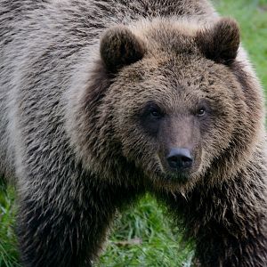 Brown Bear, ZSL Whipsnade 13/11/17