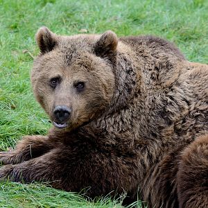 Wellington - Brown Bear