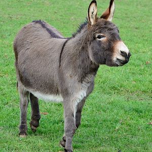 Trevor - Miniature Donkey