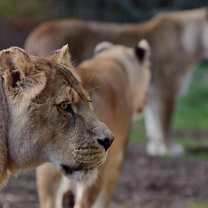 Lion - ZSL Whipsnade 13/11/2017