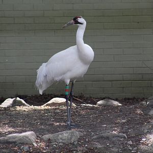 Whooping Crane