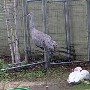 Florida Sandhill Crane