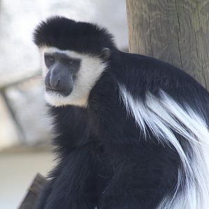 Kikuyu Black-and-White Colobus