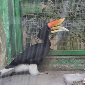 Rhinoceros Hornbill
