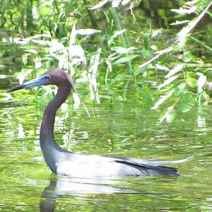 Little Blue Heron