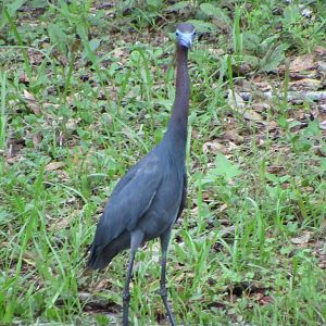 Little Blue Heron