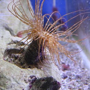Greater cylinder-anemone