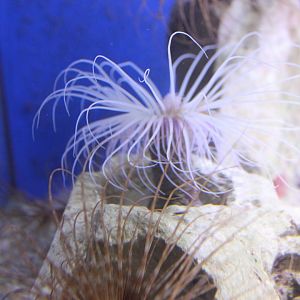 Greater cylinder-anemone
