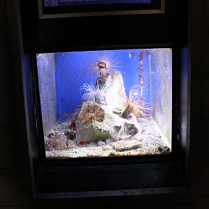 Aquarium Greater cylinder-anemone