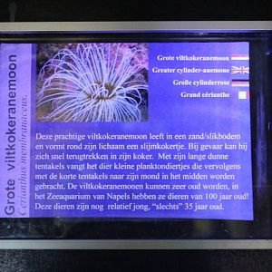 Sign Greater cylinder-anemone