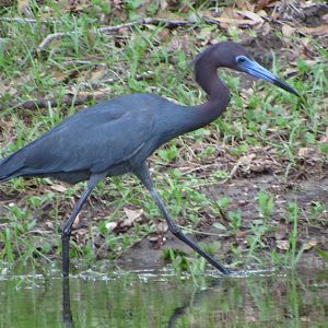 Little Blue Heron