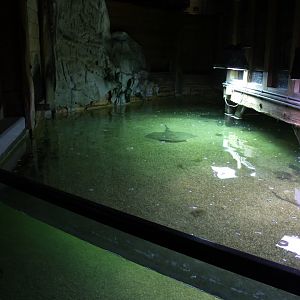 North Sea toutch-pool