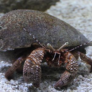 Hermite crab