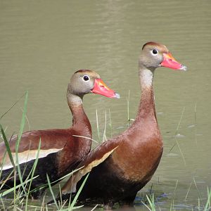 Black Bellied Whistling Ducks