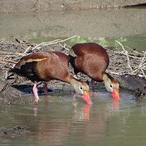 Black Bellied Whistling Ducks