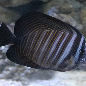 Desjardin sail-fin tang - Zebrasoma desjardinii