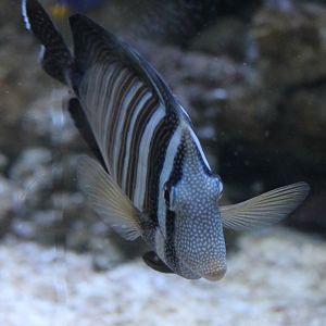 Desjardin sail-fin tang - Zebrasoma desjardinii