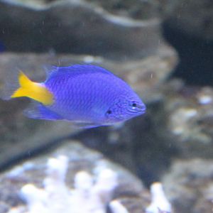 Chrysiptera parasema