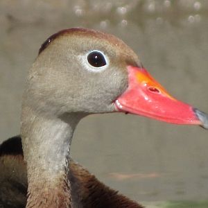 Black Bellied Whistling Duck Head
