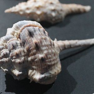 Shell