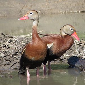 Black Bellied Whistling Ducks