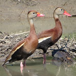 Black Bellied Whistling Ducks