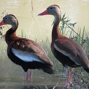 Black Bellied Whistling Ducks