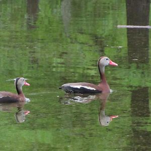 Black Bellied Whistling Ducks