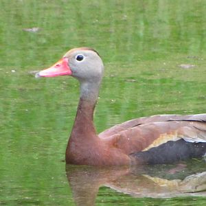 Black Bellied Whistling Duck