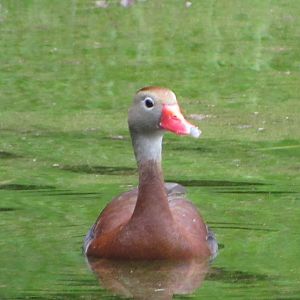 Black Bellied Whistling Duck