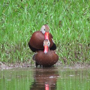 Black Bellied Whistling Ducks