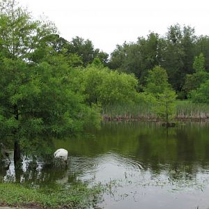 Wood Stork Panorama