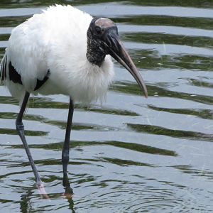 Wood Stork