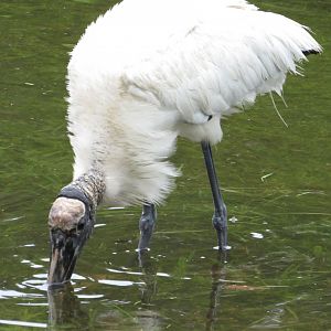 Wood Stork