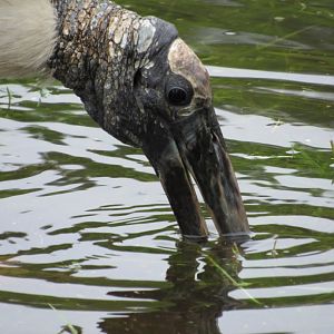 Wood Stork