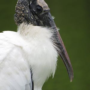 Wood Stork