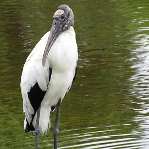 Wood Stork