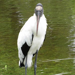 Wood Stork