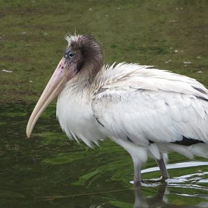 Wood Stork Juvenile