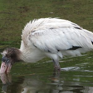 Wood Stork Juvenile