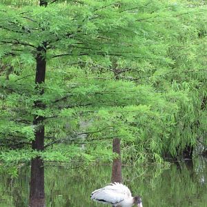 Wood Stork Juvenile