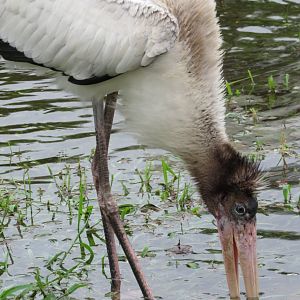 Wood Stork Juvenile