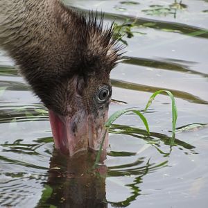 Wood Stork Juvenile