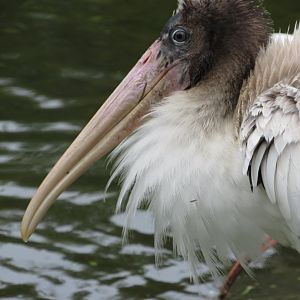 Wood Stork Juvenile