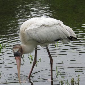 Wood Stork Juvenile