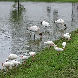 Wood Storks & White Ibises